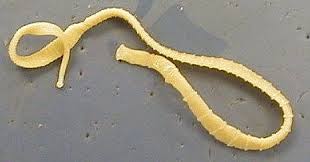 lintworm