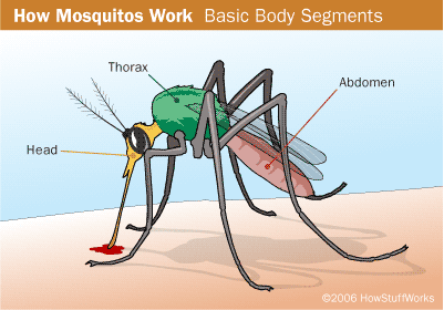 mosquito-parts